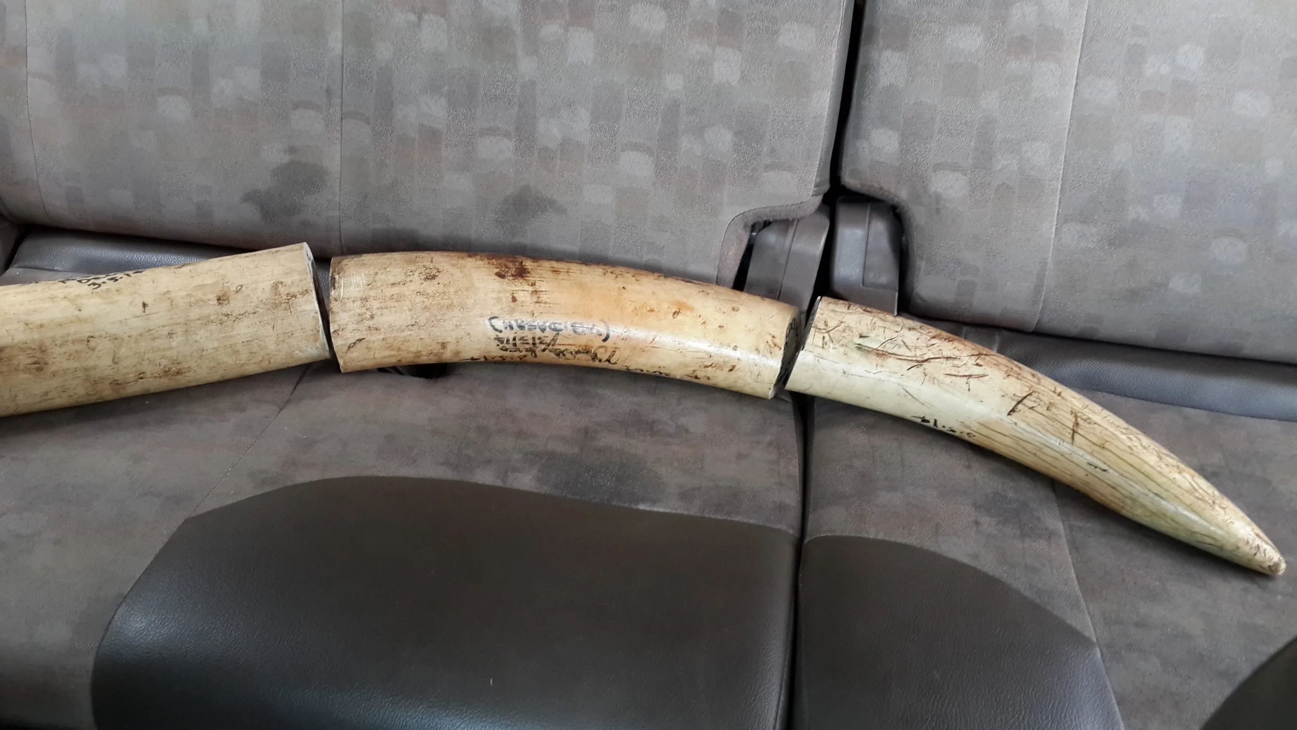 IVORY WORTH 70-75 LAKH APPROX SEIZED IN A RAID FROM WILD LIFE SMUGGLERS