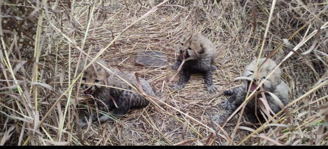 Bhupender Yadav shares the news of three cubs born to Namibian Cheetah Aasha